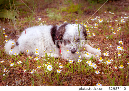 Puppy lying In the grass, close up portrait Puppy lying In the grass, close up portrait 82987440