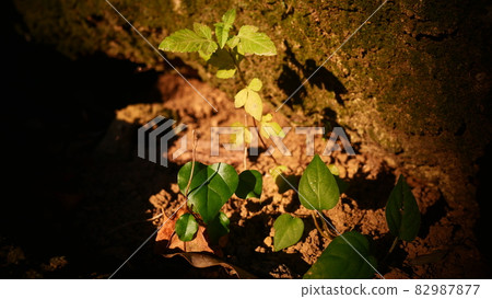 Buds growing from the soil Buds growing from the soil 82987877