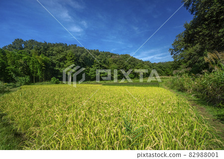Fruitful autumn Sayama hills, shore tambos around the time of rice harvesting 82988001