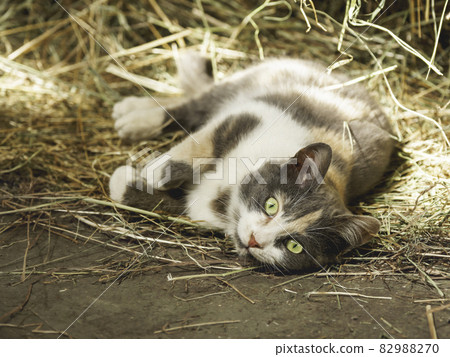 Cute green eyed cat lying in hay. Curious stray animal lives in cowshed and plays in straw. Cute green eyed cat lying in hay. Curious stray animal lives in cowshed and plays in straw. 82988270