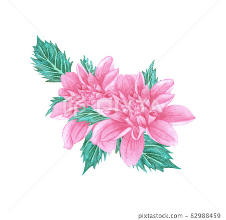 dahlia autumn flowers on an isolated white background, watercolor illustration, botanical painting, wedding bouquet dahlia autumn flowers on an isolated white background, watercolor illustration, botanical painting, wedding bouquet 82988459