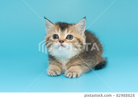 Portrait of a red-haired Scottish kitten Portrait of a red-haired Scottish kitten 82988828
