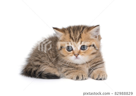 Portrait of a red-haired Scottish kitten 82988829