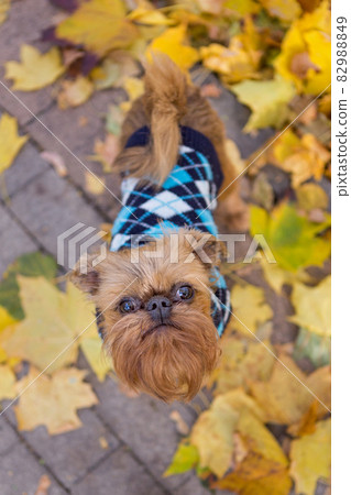 Dog of the Brussels Griffon breed  among autumn leaves 82988849