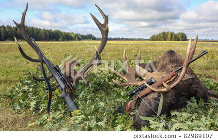 Hunting trophies of elk and deer with hunters' weapons on the background of the grounds. 82989107