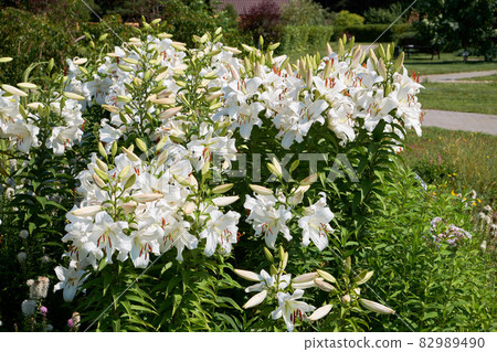 Beautiful white lilies flowers in summer garden. Beautiful white lilies flowers in summer garden. 82989490