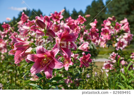 Beautiful purple lilies flowers in garden. Beautiful purple lilies flowers in garden. 82989491