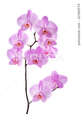 Beautiful luxury purple orchid flower isolated on white background. 82989574