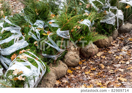 Row of many thuja or cedar wrapped tree aaplings delivering from plant nursery and seedlings for gardening city park or house garden. Lanscaping design replanting city street. Seasonal transplantation 82989714