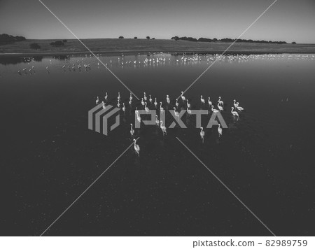 Flamingos flock in a lagoon habitat, Patagonia, Argentina 82989759