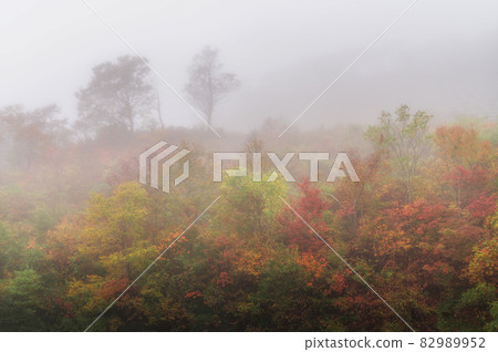 Fukushima Prefecture Bandai-Azuma Skyline Autumn Leaves Fukushima Prefecture Bandai-Azuma Skyline Autumn Leaves 82989952