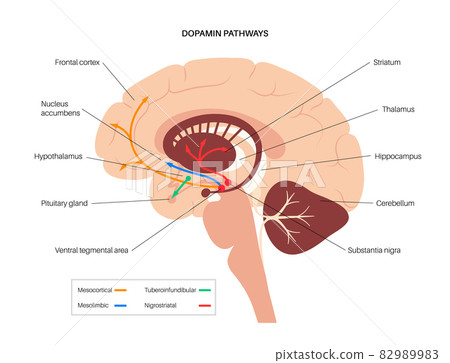 Dopamine pathway concept 82989983