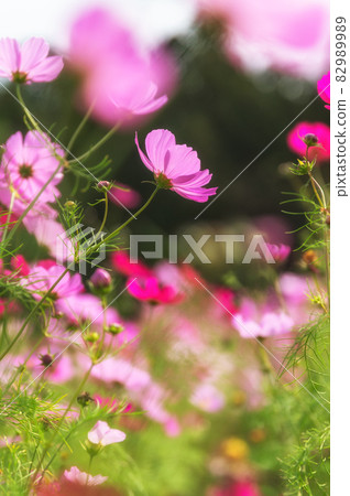 Fukushima Prefecture Autumn Inawashiro Herb Garden Fukushima Prefecture Autumn Inawashiro Herb Garden 82989989