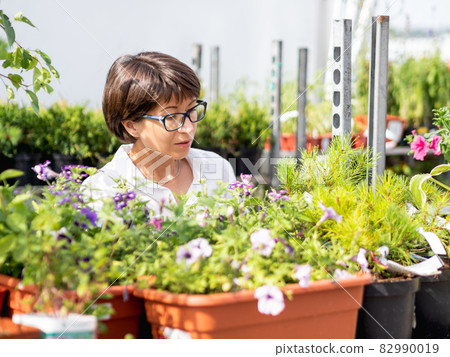 Woman chooses plants for landscaping. Outdoor shelves with seedlings, flowering plants and seeds in flower shop. Open air agronomic market. Woman chooses plants for landscaping. Outdoor shelves with seedlings, flowering plants and seeds in flower shop. Open air agronomic market. 82990019