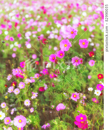 Fukushima Prefecture Autumn Aizu Bandai Mountain and Cosmos Fukushima Prefecture Autumn Aizu Bandai Mountain and Cosmos 82990035