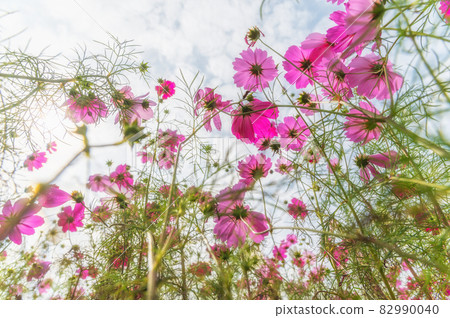 Fukushima Prefecture Autumn Aizu Bandai Mountain and Cosmos Fukushima Prefecture Autumn Aizu Bandai Mountain and Cosmos 82990040