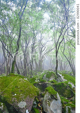 霧濛濛、苔蘚覆蓋的山路 霧濛濛、苔蘚覆蓋的山路 82990041