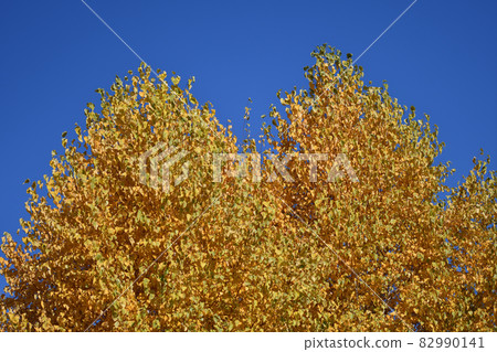 Yellow birch leaves in the autumn park 82990141
