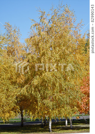 Yellow birch leaves in the autumn park 82990143