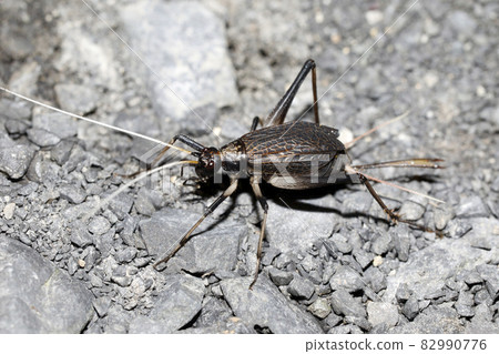 板球 板球 82990776