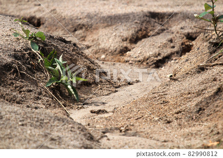 Closeup of water erosion in a sand bank Closeup of water erosion in a sand bank 82990812