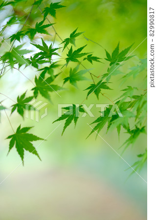 綠色秋葉 82990817