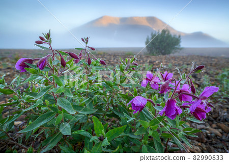 Beautiful wild flowers dwarf fireweed (Chamerion latifolium). Chukotka, Russia. Beautiful wild flowers dwarf fireweed (Chamerion latifolium). Chukotka, Russia. 82990833