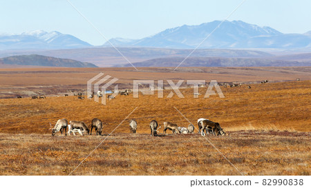 A herd of reindeer in the tundra 82990838