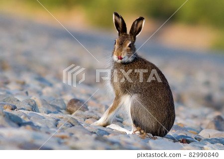 Hare (Lepus timidus) shows tongue. 82990840