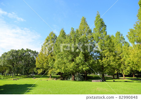 Early autumn park colored metasequoia 82990848