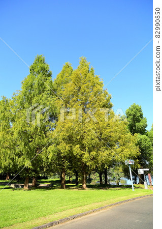 Early autumn park colored metasequoia Early autumn park colored metasequoia 82990850