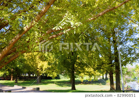 Metasequoia leaves 82990851