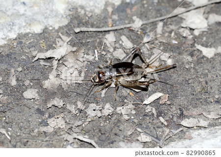 蟋蟀 ♀ 82990865