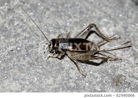 蟋蟀 ♀ 82990866