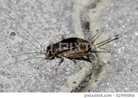 蟋蟀 ♀ 82990868