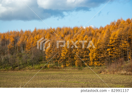 金色的秋天松樹林和秋天的田野 82991137
