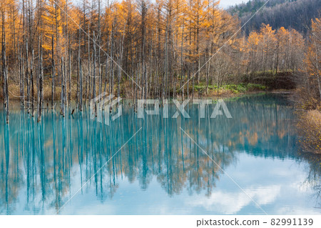 黃葉林和藍塘 美瑛鎮 82991139