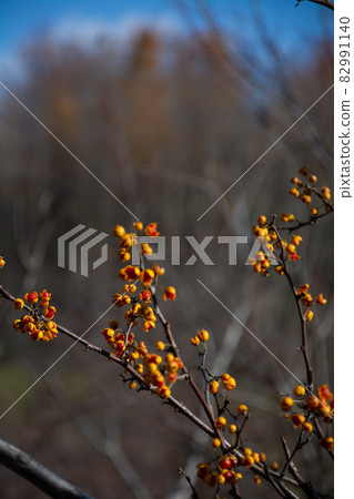 秋季苦樂參半的紅果 82991140