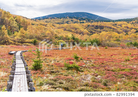 (Fukushima Prefecture) Jododaira Marsh with beautiful autumn leaves 82991394