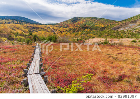 (Fukushima Prefecture) Jododaira Marsh with beautiful autumn leaves (Fukushima Prefecture) Jododaira Marsh with beautiful autumn leaves 82991397