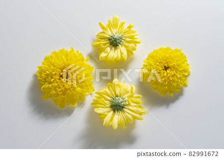 edible chrysanthemum edible chrysanthemum 82991672