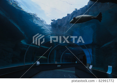 Goma seals Goma seals 82991772