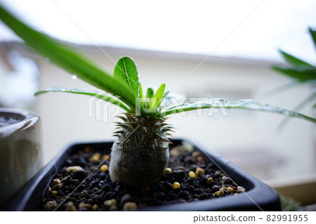 Photographs of rare plants 82991955