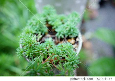 Photographs of rare plants 82991957