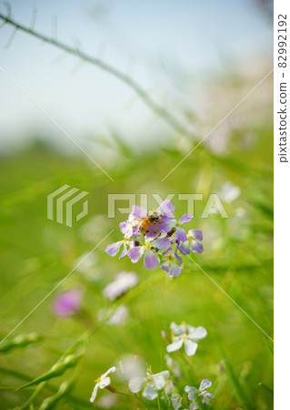 The warmth of light that gently wraps the life of spring 82992192