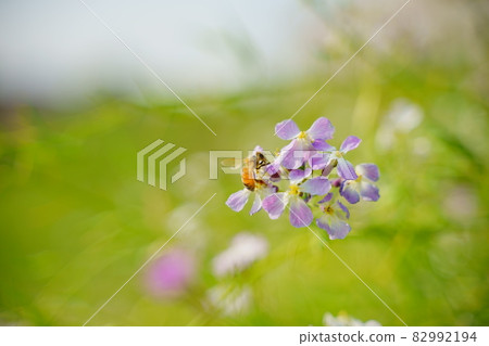 The warmth of light that gently wraps the life of spring 82992194