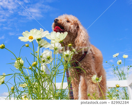 Feel the autumn Apricot toy poodle that smells cosmos in the clear autumn weather Feel the autumn Apricot toy poodle that smells cosmos in the clear autumn weather 82992284