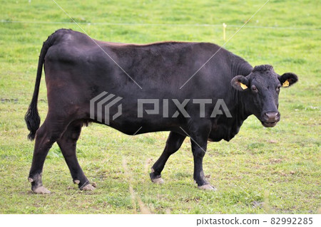 Ranch scenery, Japanese beef Ranch scenery, Japanese beef 82992285