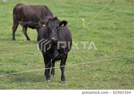 Ranch scenery, Japanese beef Ranch scenery, Japanese beef 82992304