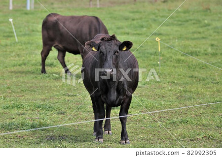 Ranch scenery, Japanese beef Ranch scenery, Japanese beef 82992305